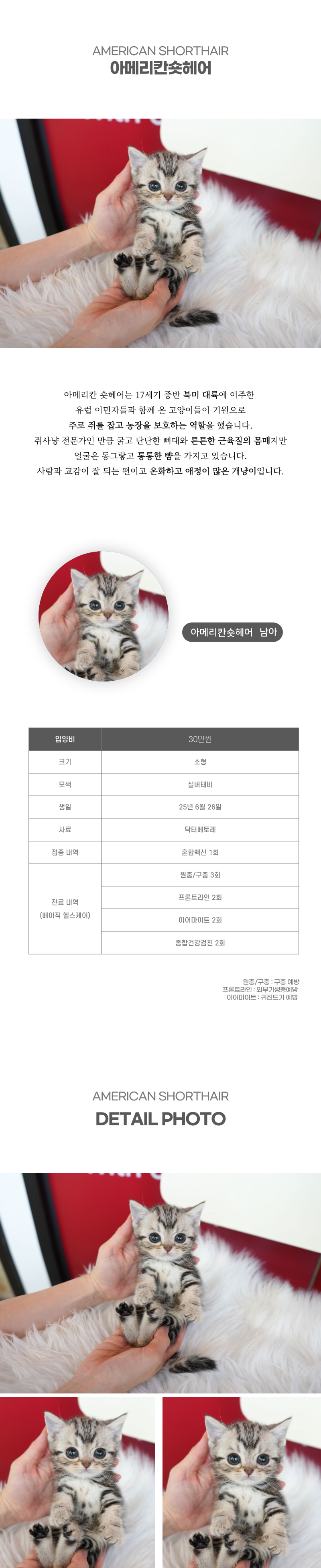 아메리칸숏헤어_상세이미지_2